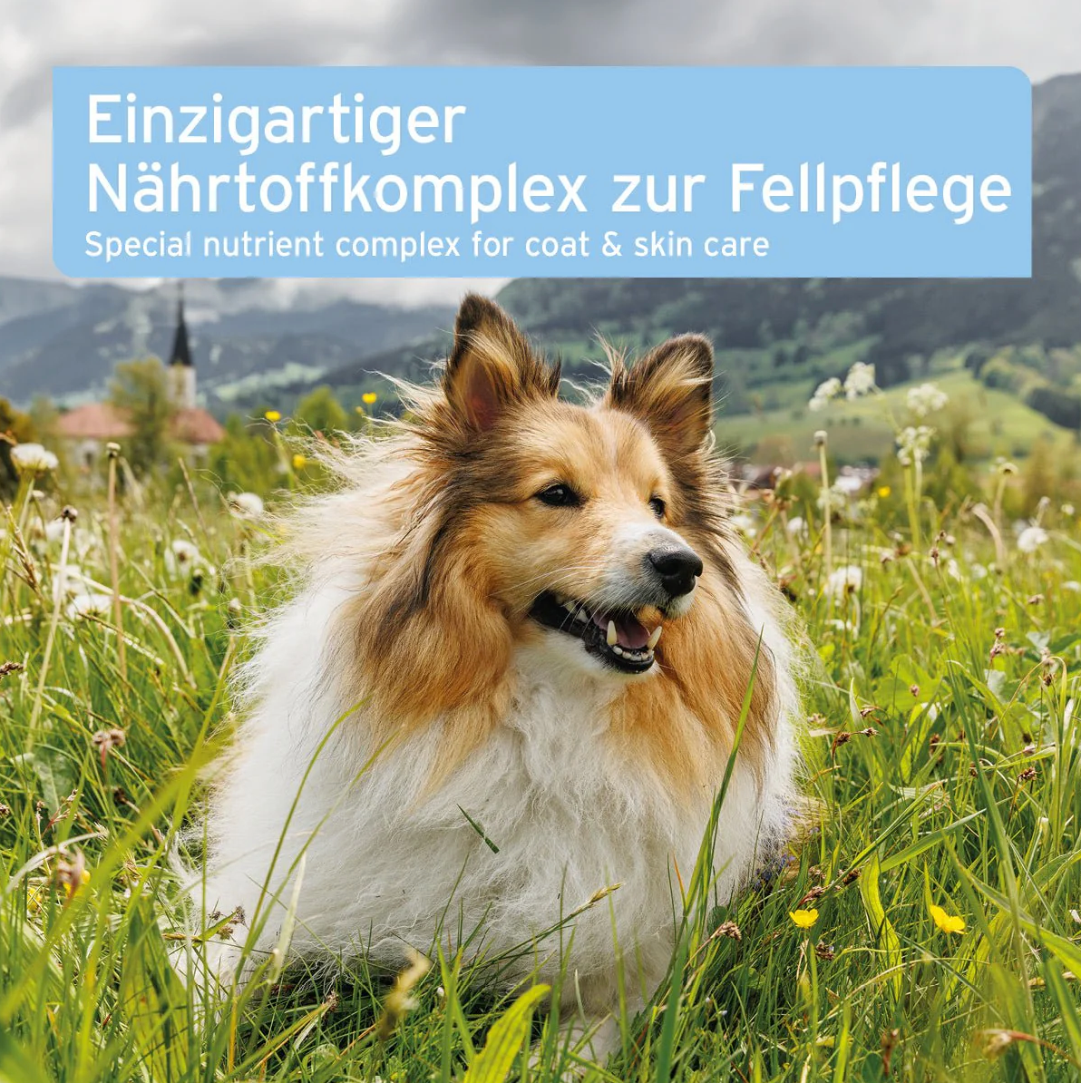 AniForte plus Fell & Haut für Hunde